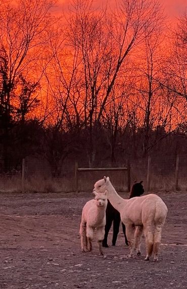 Close-up of a white alpaca's face, looking at the camera.

