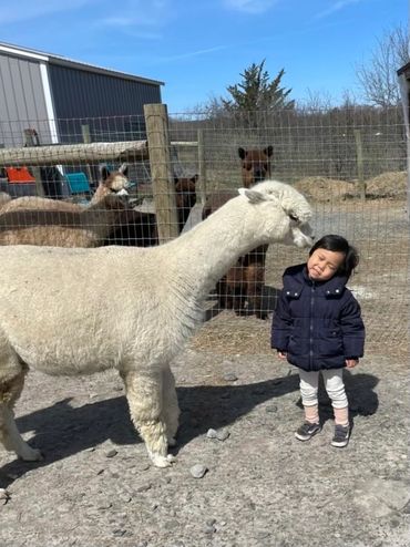 Mother alpaca gently nuzzles her curious cria for the camera.


