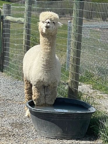 Soft, fluffy white alpaca in a pastoral farm setting.

