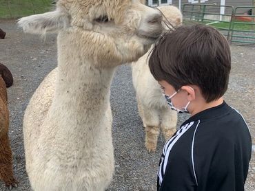 Alpaca and baby posing for a photo in the Andes mountains.

