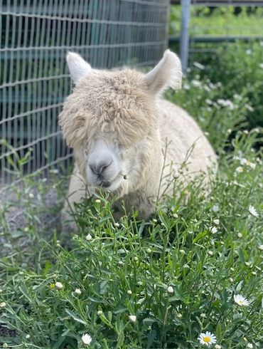 White alpaca with a curious expression near a farm fence.

