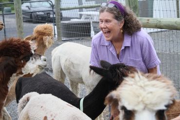 Gentle alpaca eating grass from With women enjoying