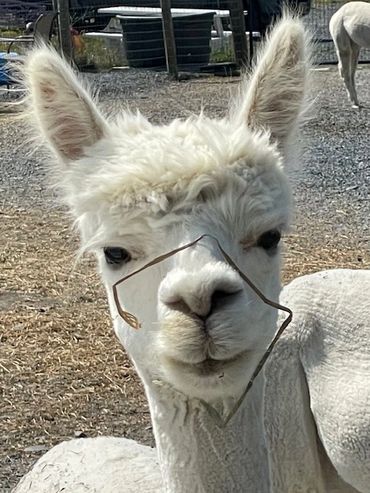 A curious white alpaca gazing at the camera on a farm.

