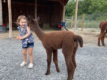A cute baby alpaca stands close to its mother for a picture.

