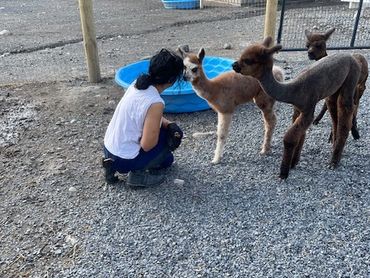 Adorable baby alpaca follows its parent during a photoshoot.

