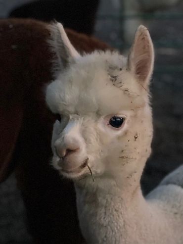 White alpaca grazing on a farm's green pasture.

