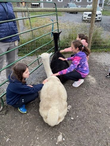 Friendly alpaca visits on a sunny family farm. Smiling children watch.


