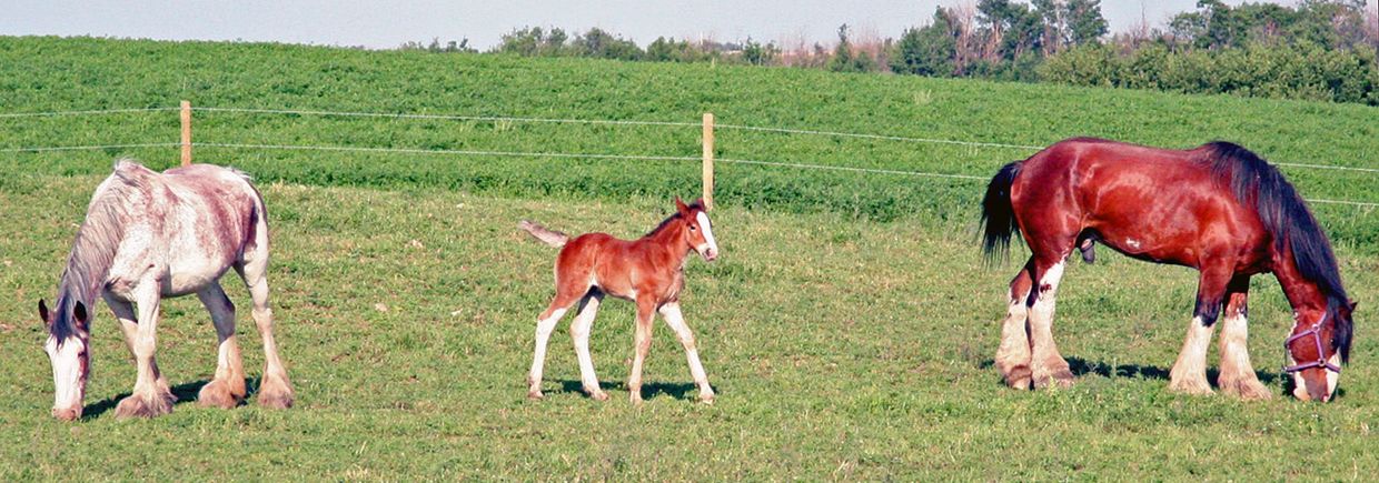 Wildwood Clydesdale Stallions