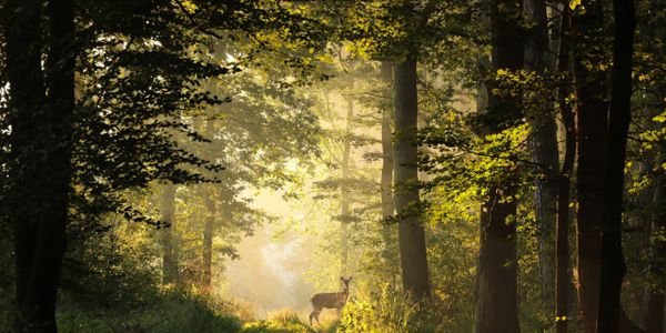 A deer stands on a sunlit forest path surrounded by tall trees.