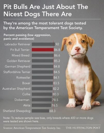 do pit bulls bite more than other dogs