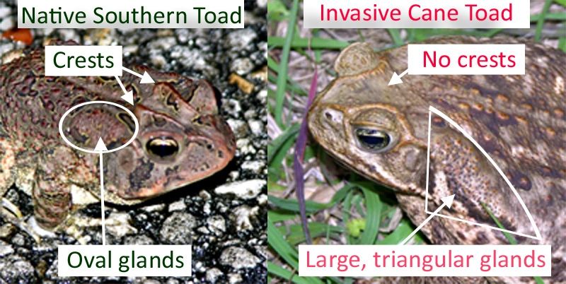 Poisonous Bufo Toad 