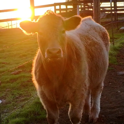 Beef steer faces the camera in a green pasture at sunset on our Central California foothill ranch..