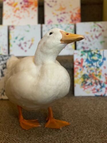 [Quackson Pollock] Commission Paintings - Multiple Footprint