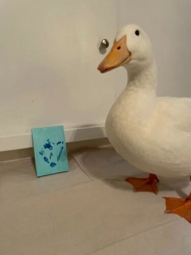 [Quackson Pollock] Commission: Single / Double Footprint
