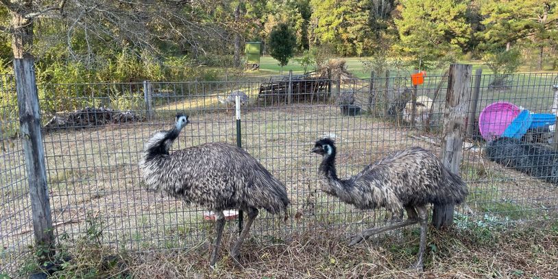 Landing - Real Ostrich