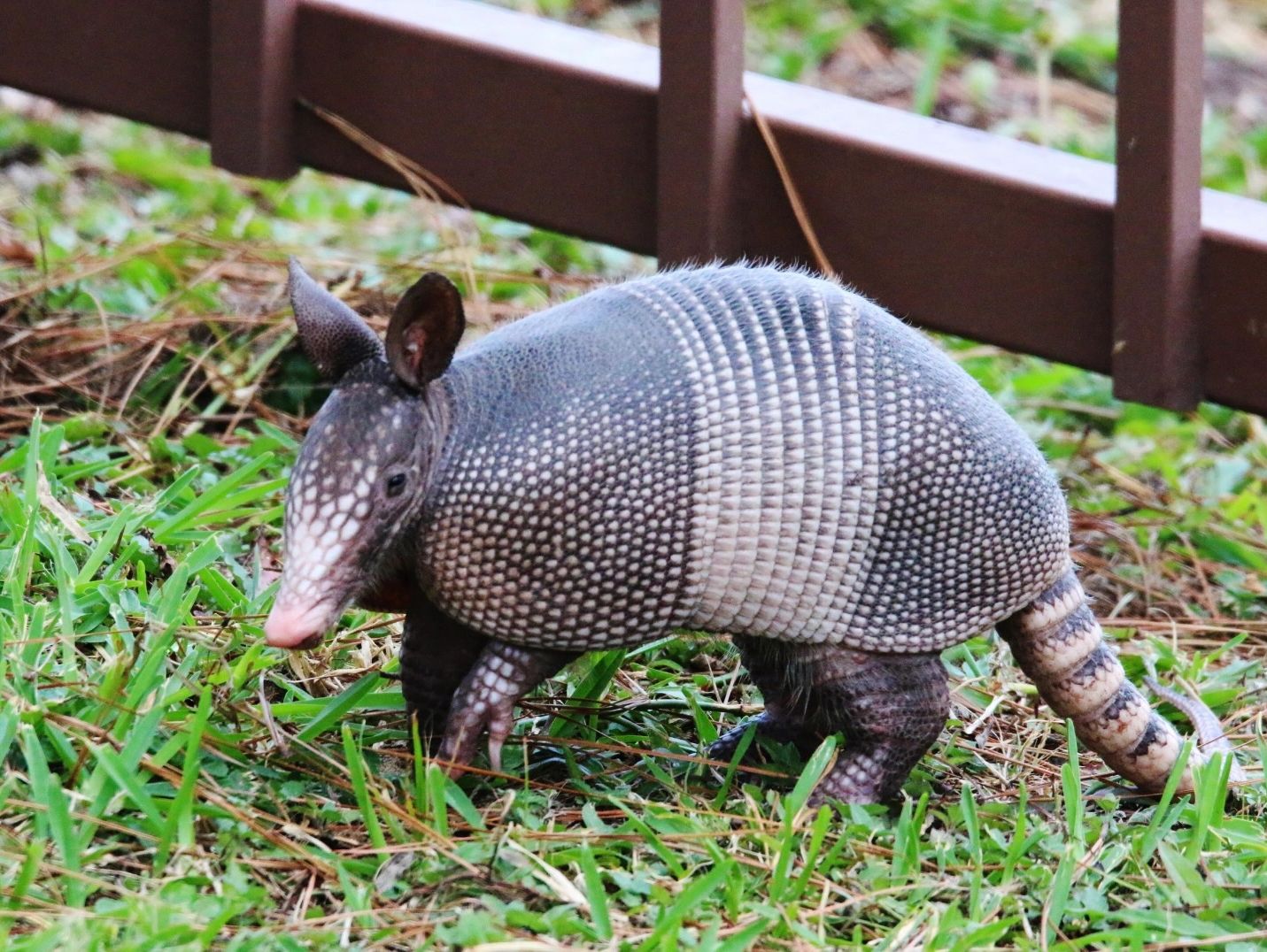 Armadillo in yard