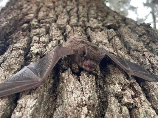 Bat on a tree