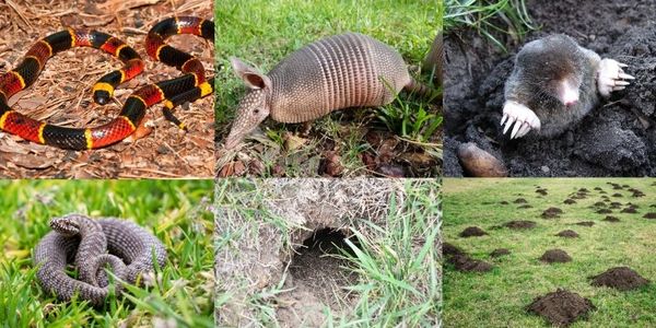 Pest Digging up the Yard? Snakes, Armadillos & Moles