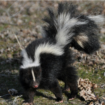 Skunks