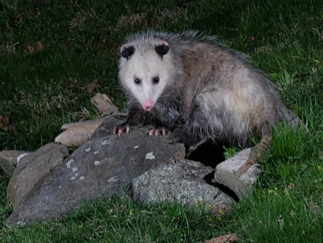 Opossum at night
