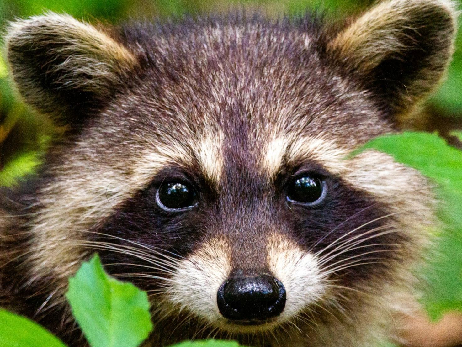raccoon damage, raccoon control, protect your home from raccoons.