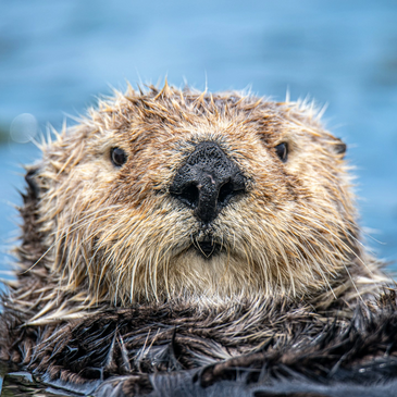 Otters