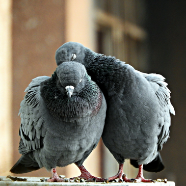 Pigeons