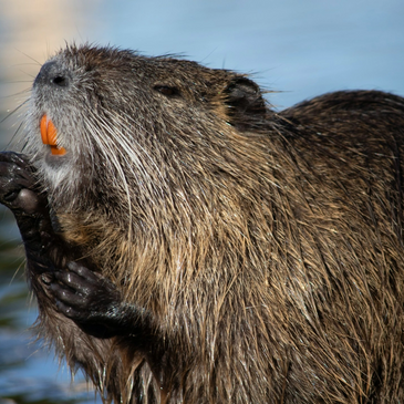 Nutria