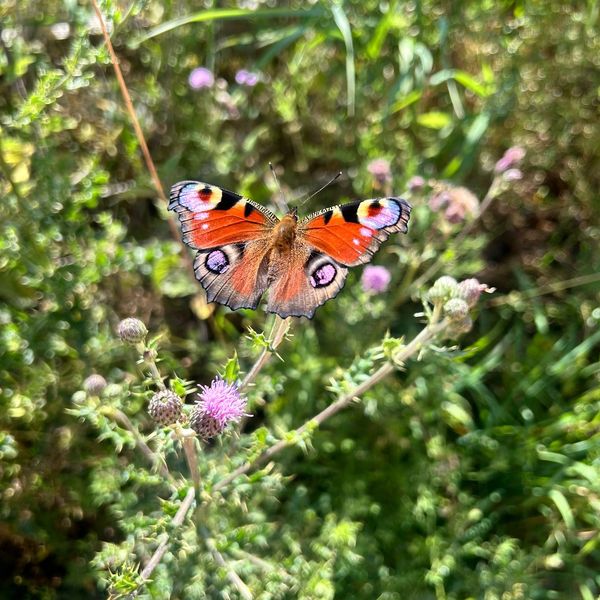 A Peacock butterfly resting on a flower 