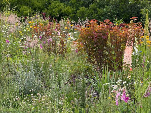 Sustainable flower farm field view