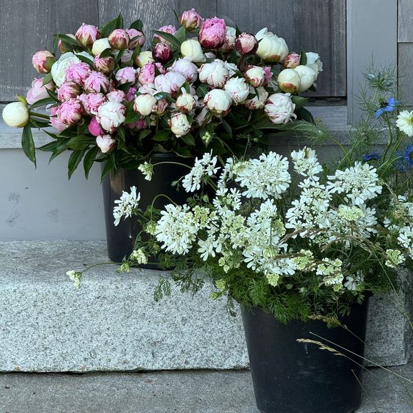 Freshly cut peonies and flowers