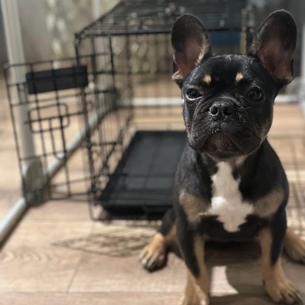 French Bulldog Puppy 