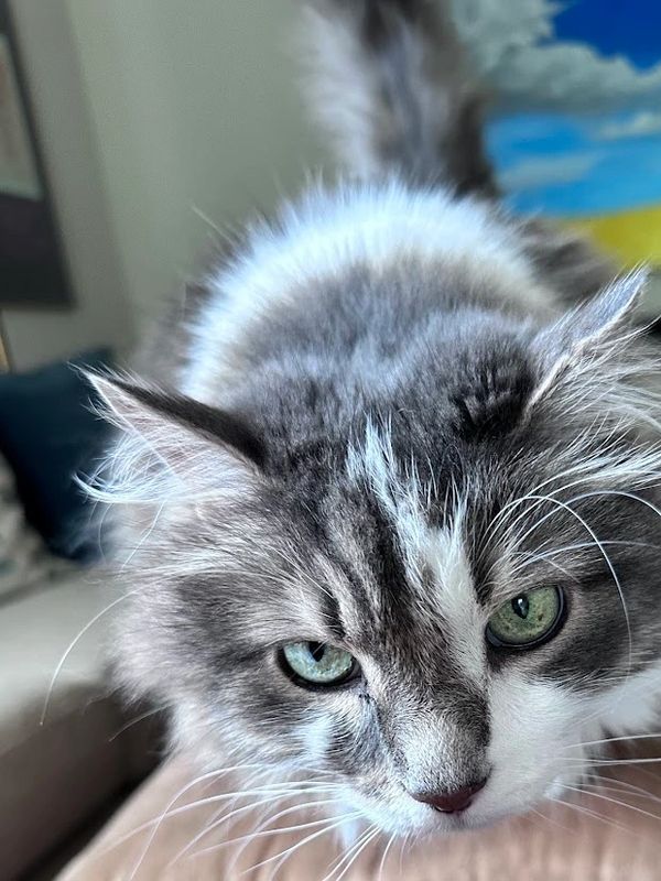 cat laying down for treats