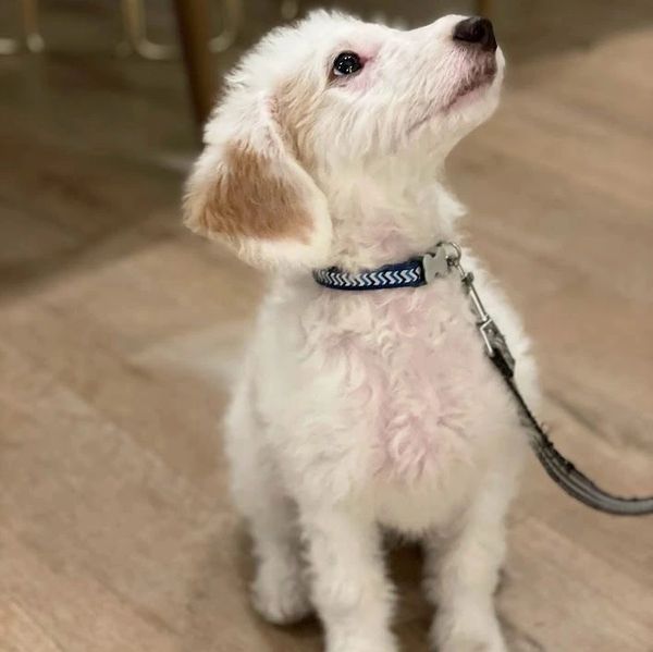young bernadoodle puppy attentively waiting for the next cue
