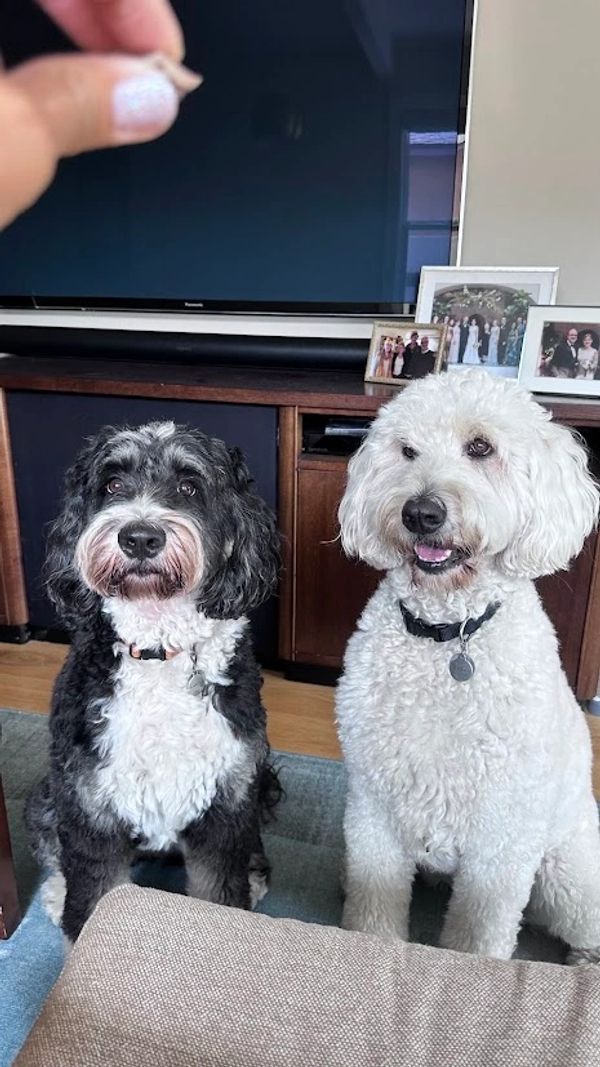 bernadoodle and goldendoodle sitting for a treat