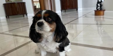 Cavalier King Charles dog