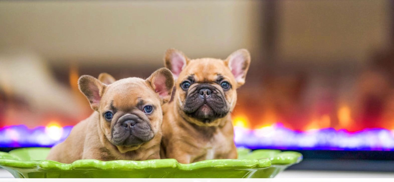 Mydreamfrenchbulldog Com