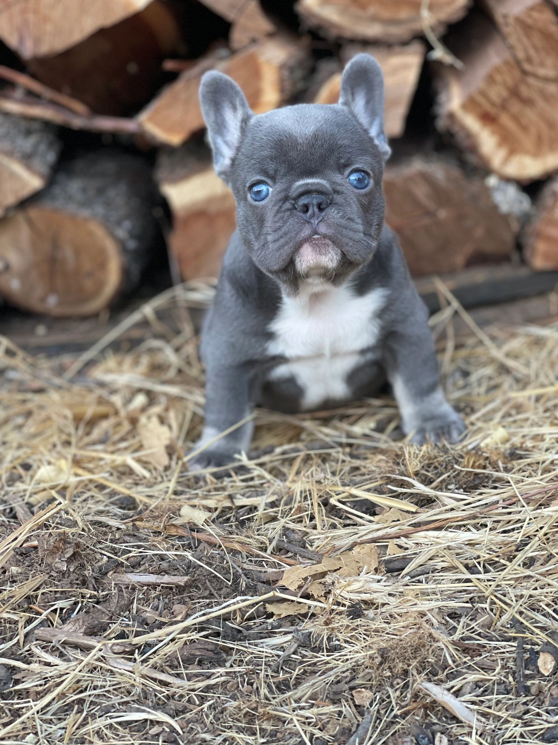 Dog for adoption - COOKIE!!, a French Bulldog in Citrus Heights, CA