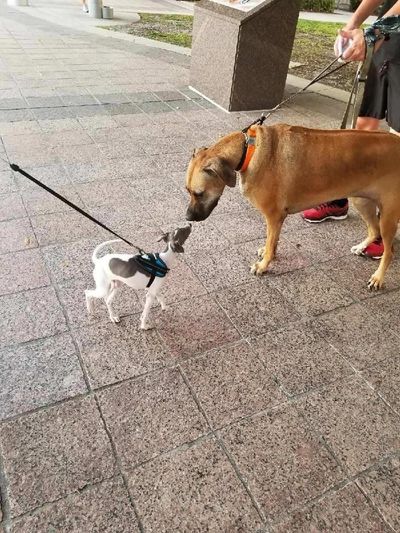 This  IG Puppy is very social. Has been trained well to walk on a lead, greet people and dogs.