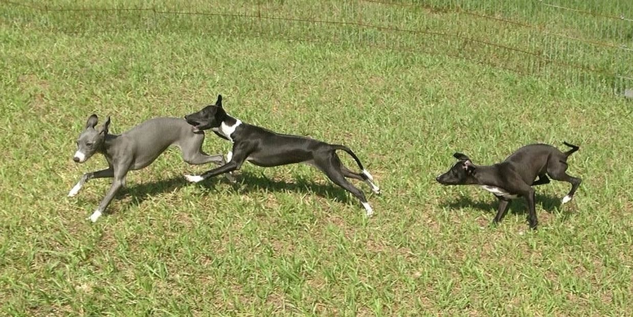 Happy Italian Greyhounds playing in a fenced yard.