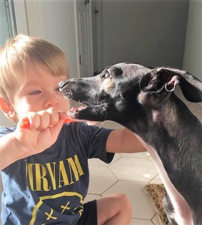 Brushing your Italian Greyhounds teeth will become a habit that the IG will like.