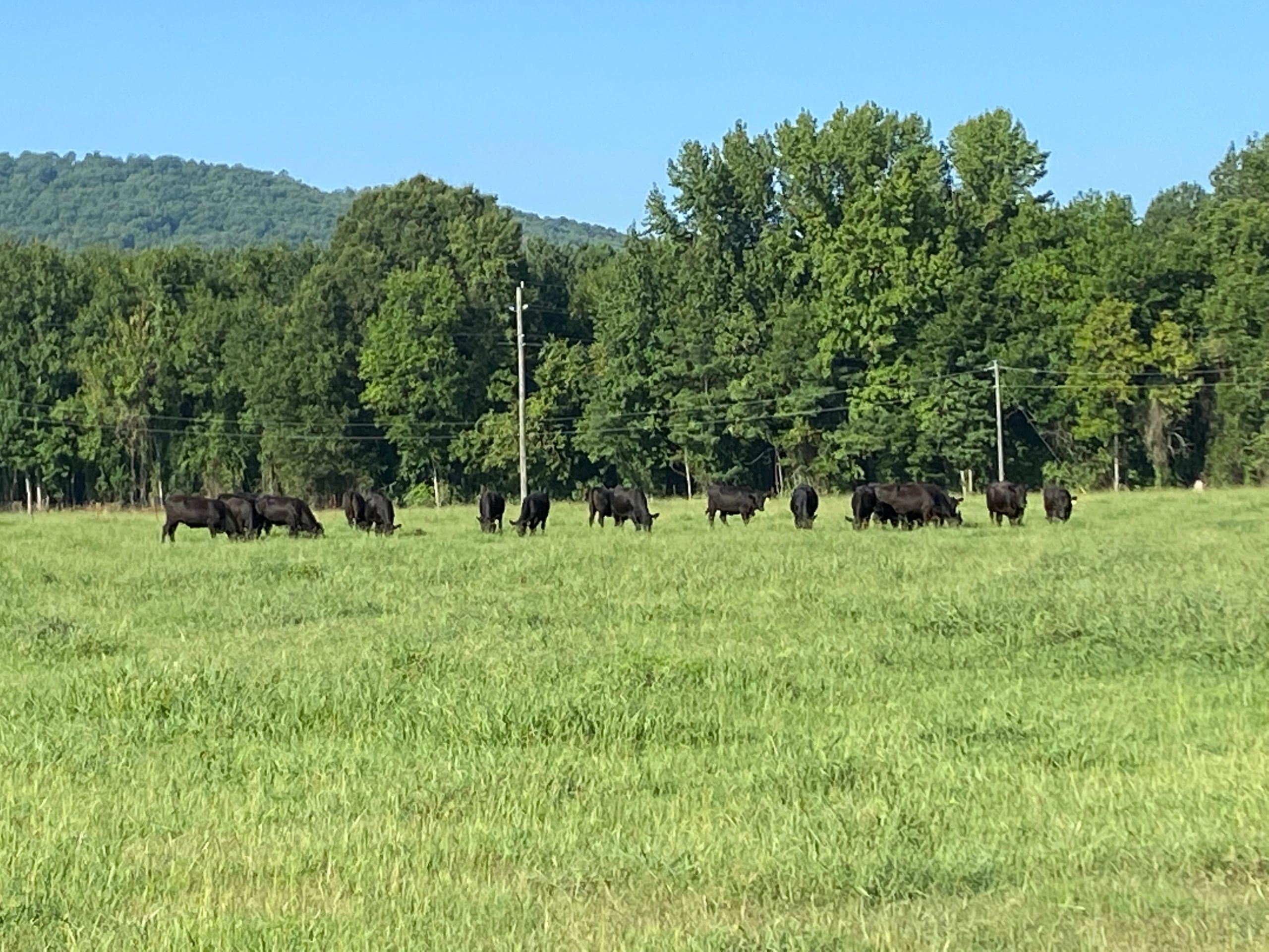 Beef for Sale Arkansas