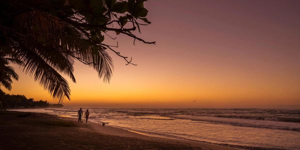 Couple walking dogs on a beach at sunset with palm trees.