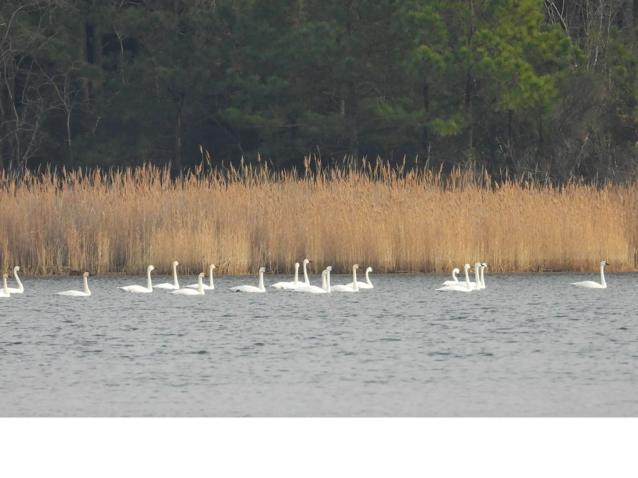 Tundra Swan float on a creek on Maryland's Eastern Shore. 