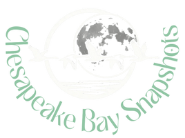 Chesapeake Bay Snapshots