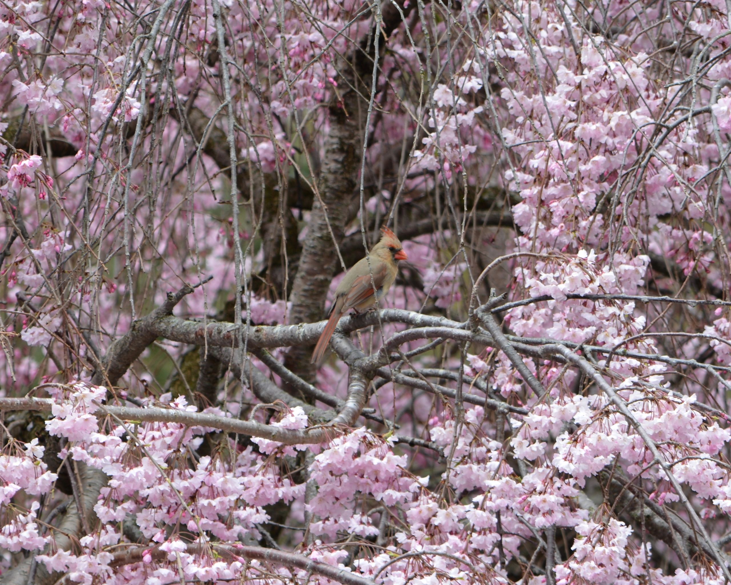 A cardinal perched on a branch amid pink cherry blossoms.
