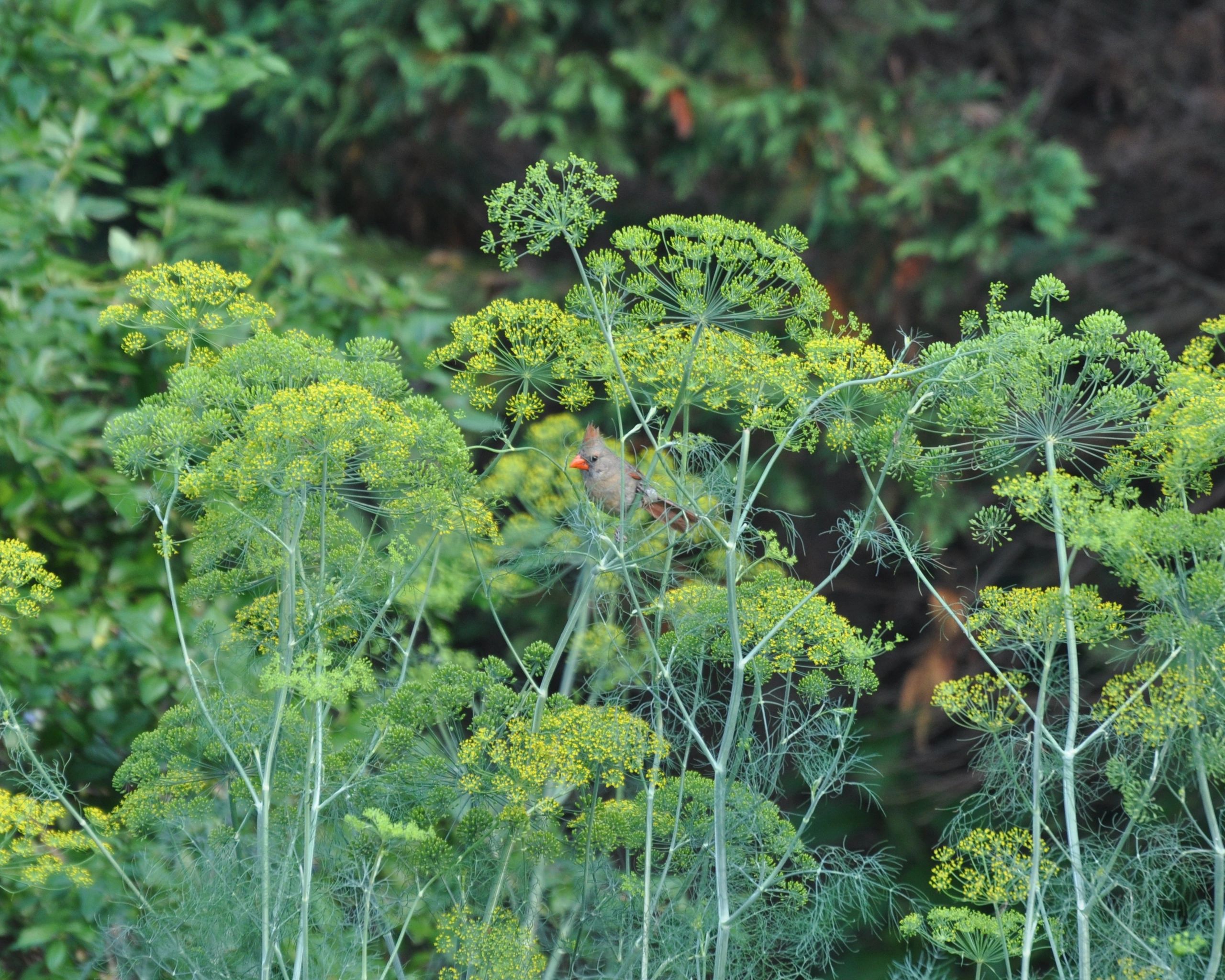 A small bird perched among green and yellow flowering plants.