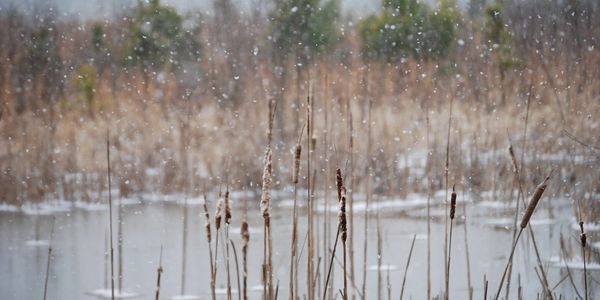 Snowfall over a marsh with cattails near a frozen pond.