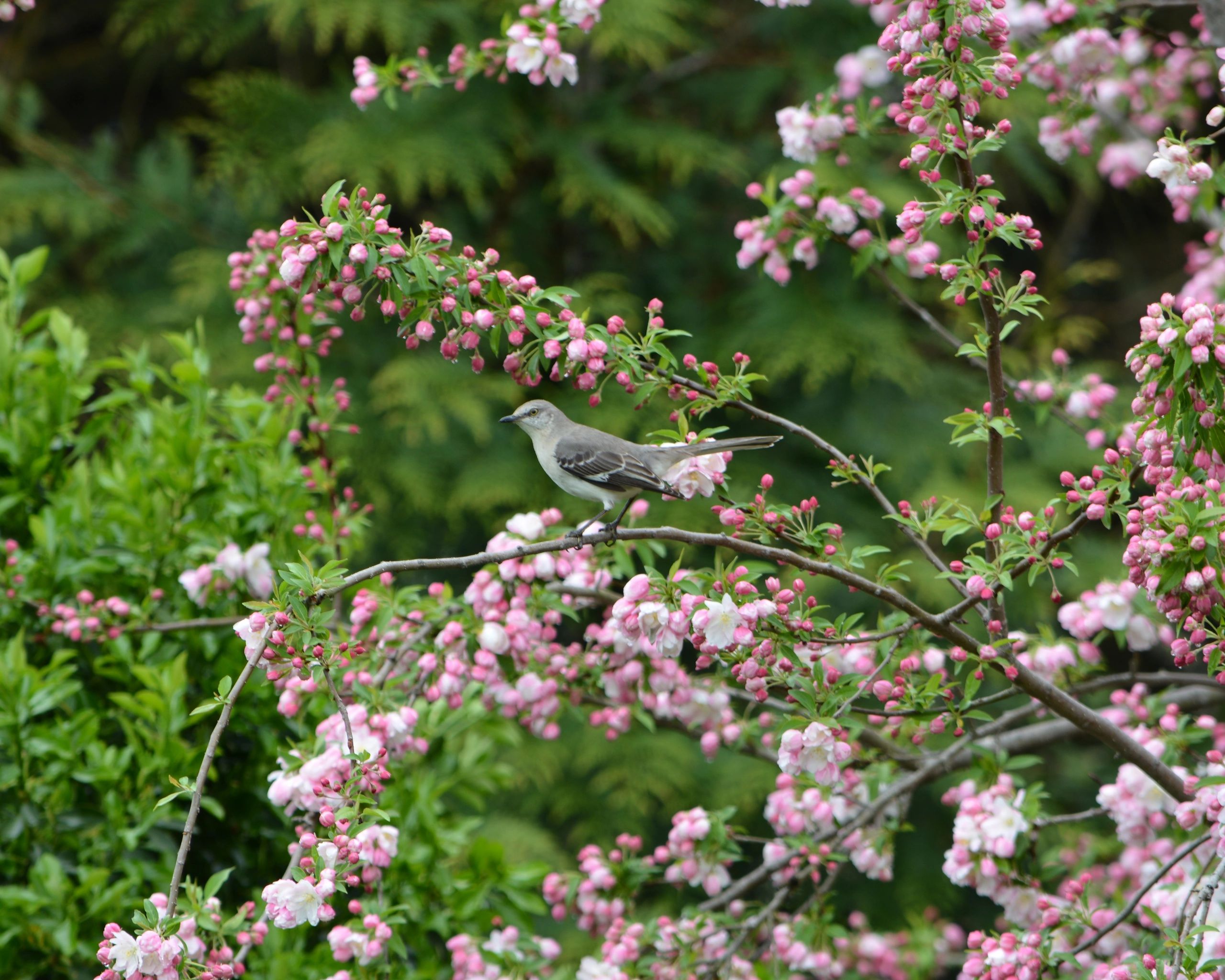 A bird perched on a branch with pink blossoms in a green garden.