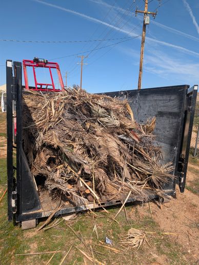 Dump truck filled with dry palm fronds and garden debris on dirt ground.